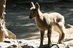 Mládě Kozorožce sibiřského v brněnské zoologické zahradě.