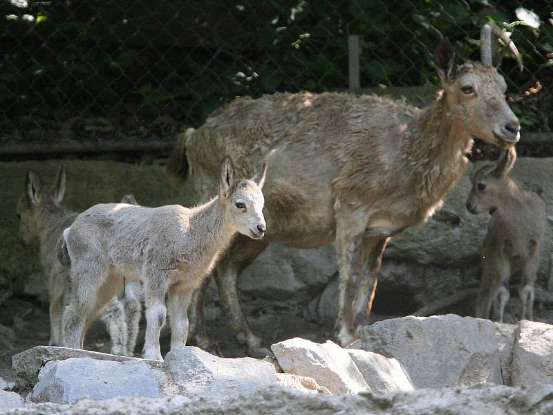 Mládě Kozorožce sibiřského v brněnské zoologické zahradě.