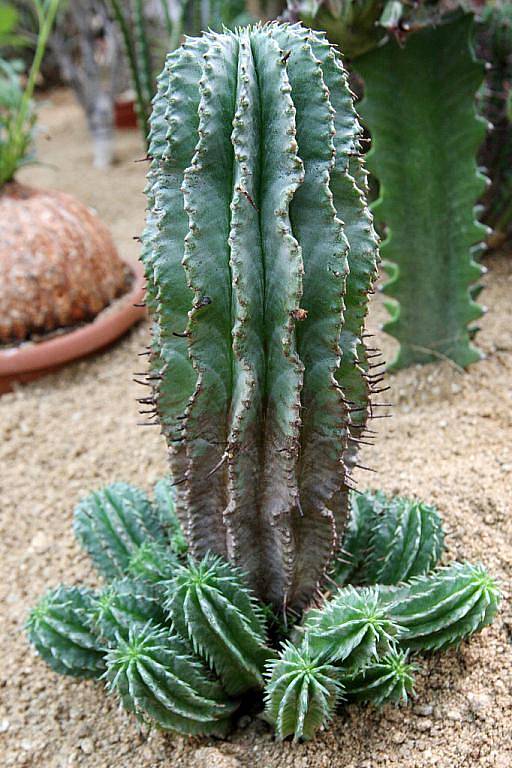 Výstava kaktusů a sukulentů v botanické zahradě.