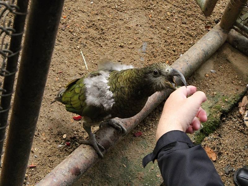 Dva nové kocoury lidé uvidí ve výbězích v brněnské zoo.