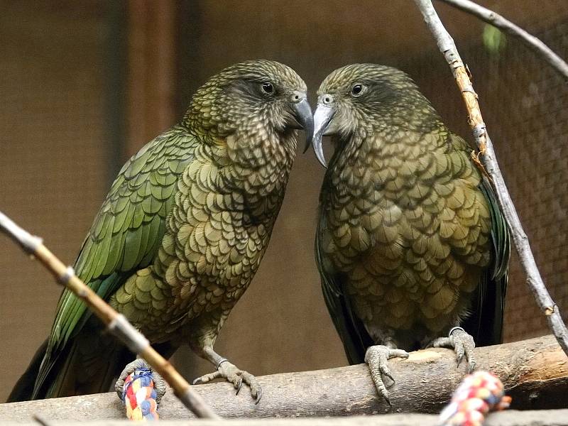 Papoušci z brněnské zoo.