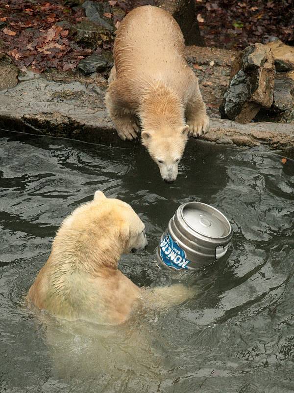 Lední medvědi slavili narozeniny v brněnské zoologické zahradě.