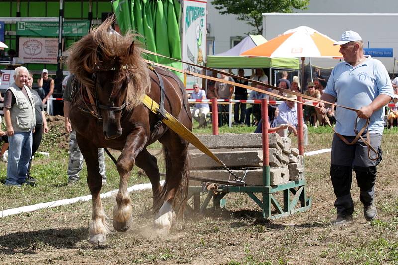 Tak trochu jinému parkuru mohli lidé přihlížet v sobotu odpoledne v Rosicích na Brněnsku. Na soutěž vozatajů se tam sjeli majitelé se svými statnými koňmi, kteří například předvedli, jak dokáží utáhnout náklad těžší než jednu tunu.