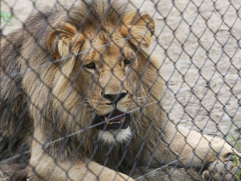 Zásnuby nových lvů v Brně? Seznamování Lolka a Kivu v brněnské zoo dopadlo podle chovatelů úspěšně. 