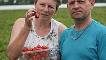 Zhruba o deset dní později než loni si mohli lidé natrhat první jahody na plantážích na Brněnsku. 