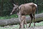 Návštěvníci zoo se mohou těšit na mláďata jelena sibiřského.