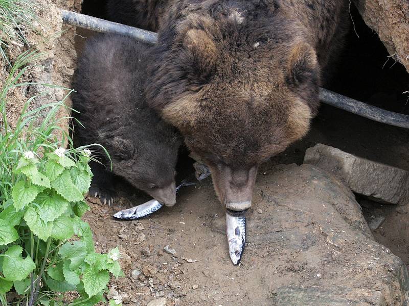 Mládě kamčatského medvěda v brněnské zoo.