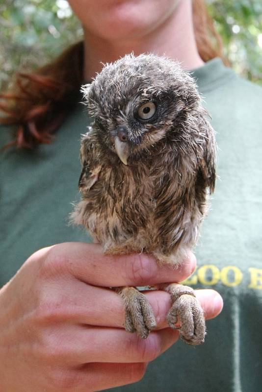 V Brněnské zoologické zahradě se narodilo pět mláďat ohroženého sýčka obecného. 