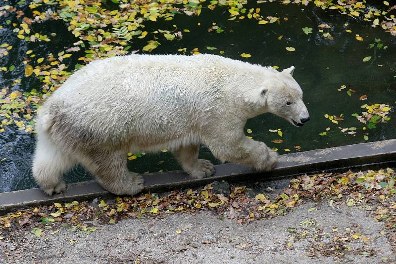 Lední medvědice Cora v brněnské ZOO.