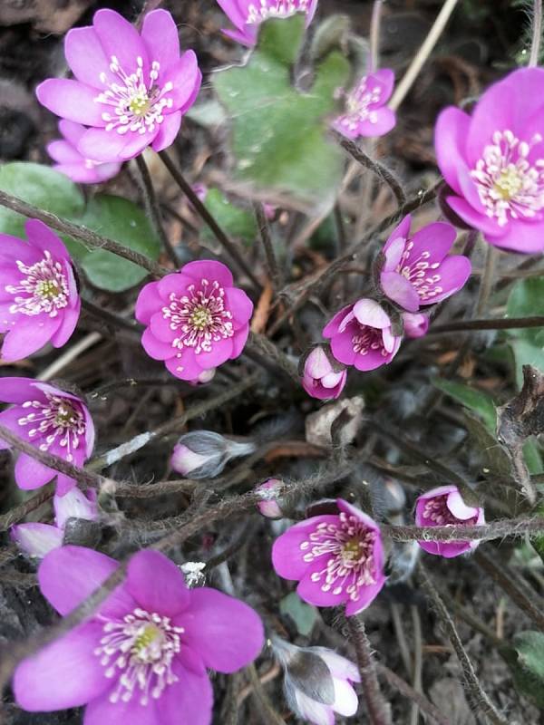 Jaro je tu a v plné kráse se předvádějí sedmikrásky, violky, magnolie i další květiny.