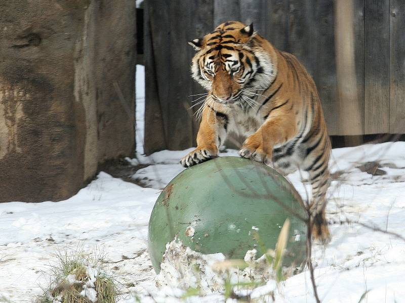 Tygřice Satu v brněnské zoo.