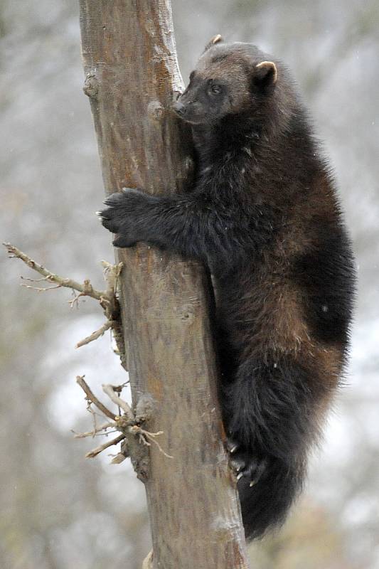 Zimní šampionát zvířat v brněnské ZOO - rosomák sibiřský.