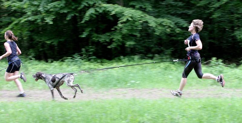 V České republice canicross provozuje asi dvě stě až tři sta lidí. Řada z nich v sobotu zavítala do Ořešína.