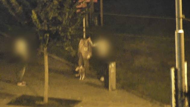 Městská policie dopadla ženu, která poškodila figurínu Leoše Janáčka