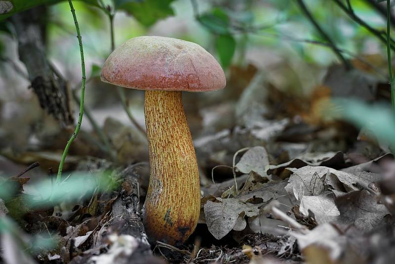 Na podzim lze najít v lesích v Mikroregionu Kahan na Brněnsku spoustu zajímavých hub. Na snímku je hřib koloděj červenohlavý.