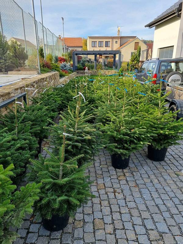 Z široké nabídky mohou letos vybírat milovníci přírodních vánočních stromků. Prodejci nabízí smrky, jedle i borovice