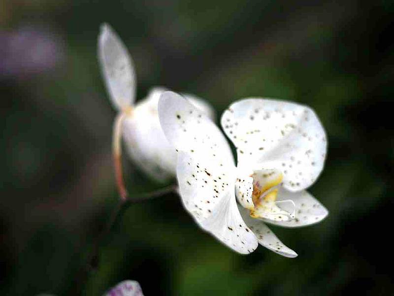 Orchideje v brněnské botanické zahradě.