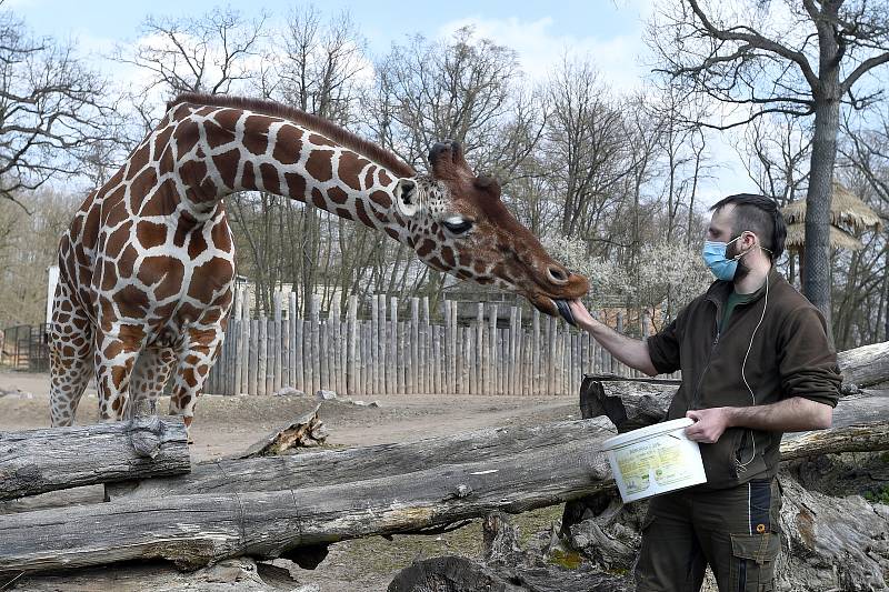 Brno 4.4.2020 - komentované krmení žiraf síťovaných v brněnské zoologické zahradě