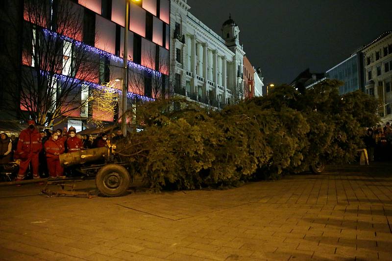 Koňské spřežení přivezlo na brněnské náměstí Svobody vánoční strom z bílovických lesů.