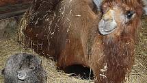 V brněnské zoologické zahradě se narodil malý velboud dvouhrbý.