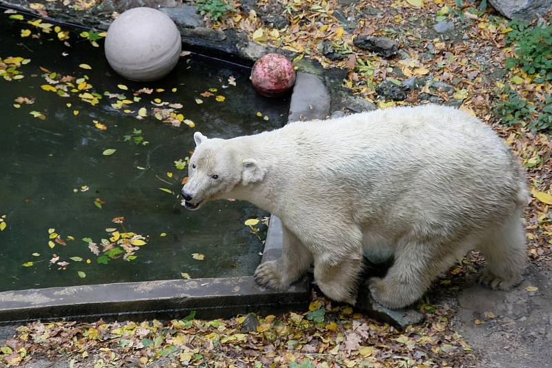 Brněnská zoologická zahrada.