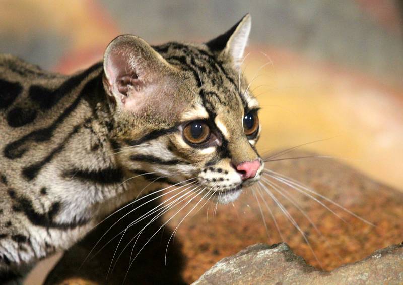 Margay Yoro.