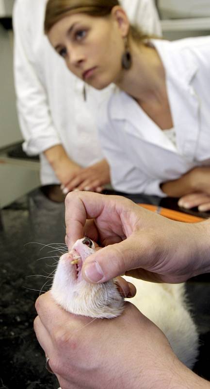 Zahraniční studentky se učily základní vyšetření králíka. Vedoucí kliniky chorob ptáků, plazů a drobných savců Zdeněk Knotek zase studentům ukazoval, jak správně chytit hada a otevřít mu tlamu, aby mu mohli například podat léky.