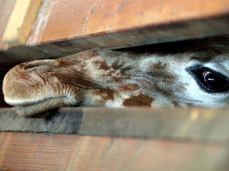 Žirafí samička z brněnské zoo.