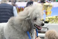 Na mezinárodní výstavu psů Duo Cacib 2020 se na brněnské výstaviště sjeli stovky chovatelů se svými čtyřnohými svěřenci.