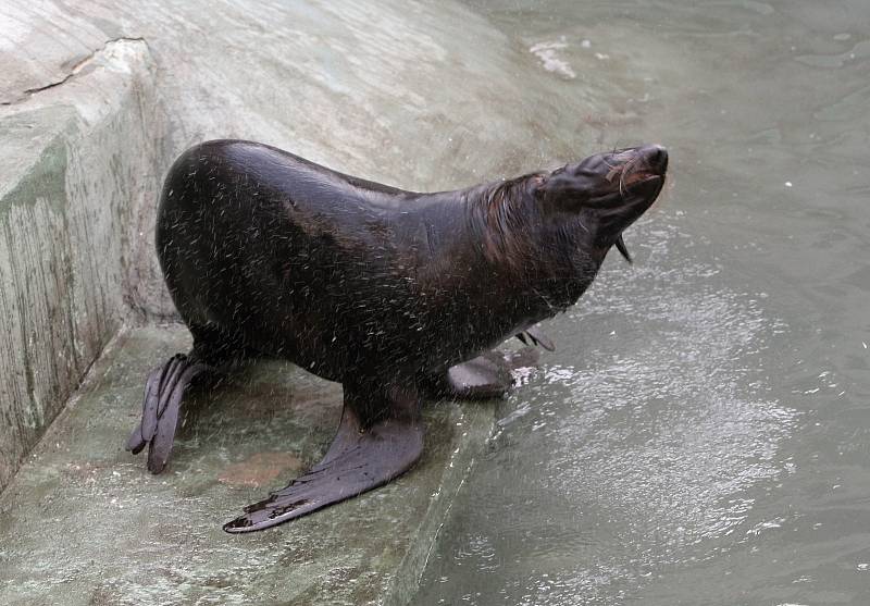 Lachtani v brněnské zoologické zahradě.