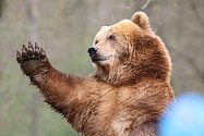 Krmení medvěda kamčatského a zdobení kraslic v zoo