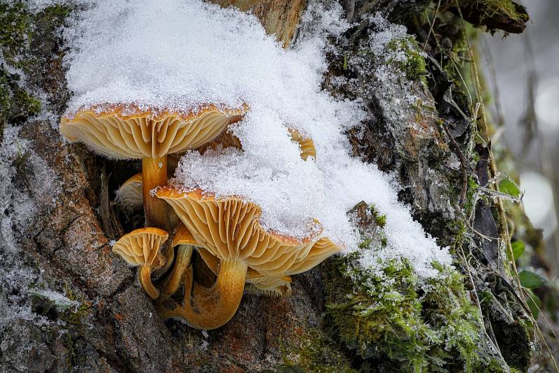 Penízovka sametonohá – jedlá. Další zimní klasika všestranně použitelná v kuchyni.