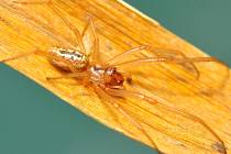 Jméno snovačka moravská (Enoplognatha bryjai) dostal nový druh pavouka popsaný Milanem Řezáčem z Výzkumného ústavu rostlinné výroby v Praze-Ruzyni. Vyskytuje se vzácně na jižní Moravě. Pavouk se rovnou ocitl také na seznamu kriticky ohrožených druhů.