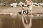 Africká vesnice v brněnské zoologické zahradě.