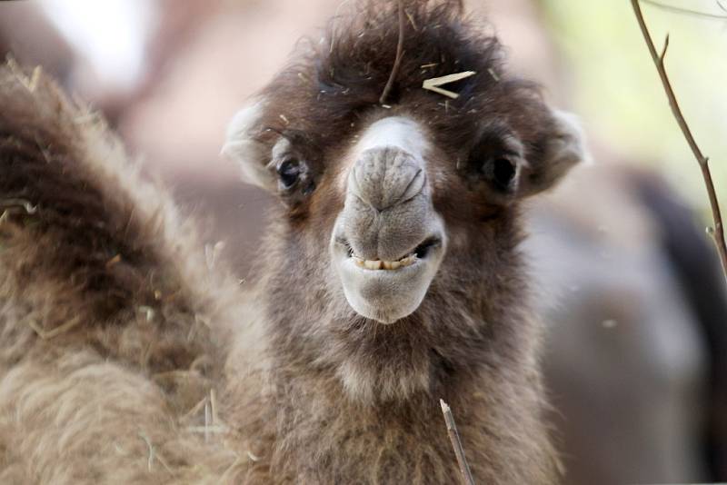 S rozkvetlou jarní přírodou je v rozpuku i brněnská zoologická zahrada se svými mláďaty. 