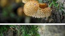 Na podzim lze najít v lesích v Mikroregionu Kahan na Brněnsku spoustu zajímavých hub. Na snímku je šupinovka ježatá.