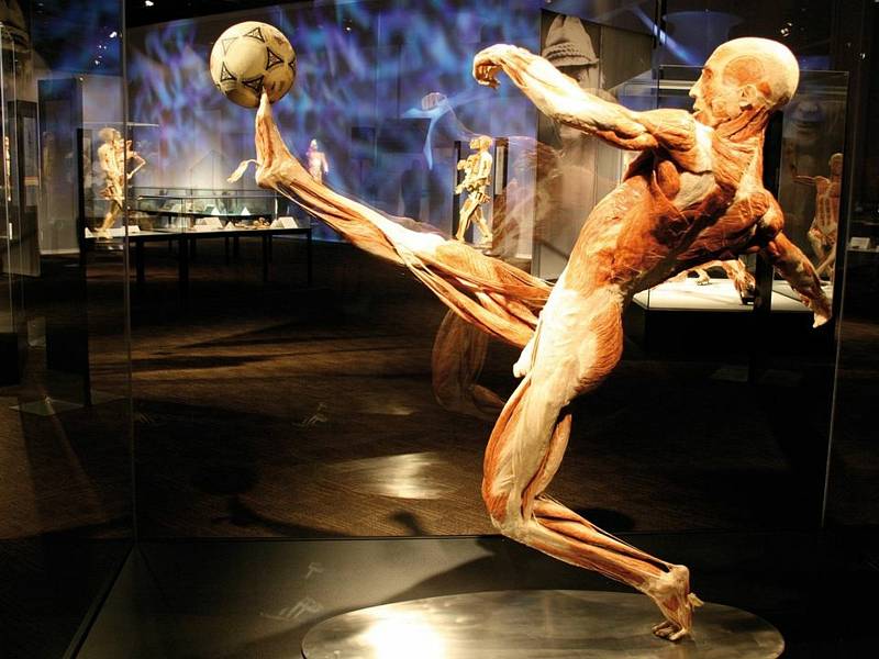 Jeden z exponátů výstavy Body Worlds.