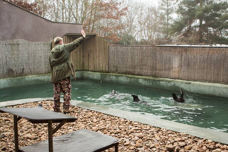 Někdo si čtyřiadvacátého prosince užívá vánoční pohody doma a v teple, stovky Brňanů už tradičně zamířily do brněnské zoologické zahrady přihlížet komentovanému krmení zvířat.