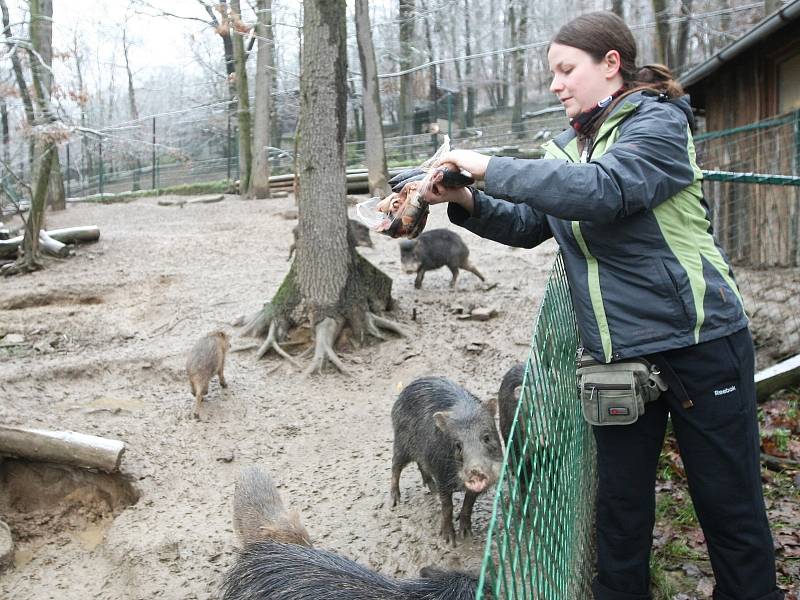 Seriál Deníku Rovnost Na den... Tentokrát si redaktorka Anna Fajkusová vyzkoušela práci chovatelky v zoo.