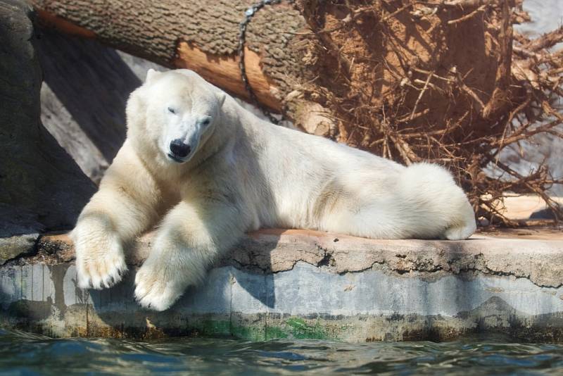 Lední medvěd Tom v pražské zoo.