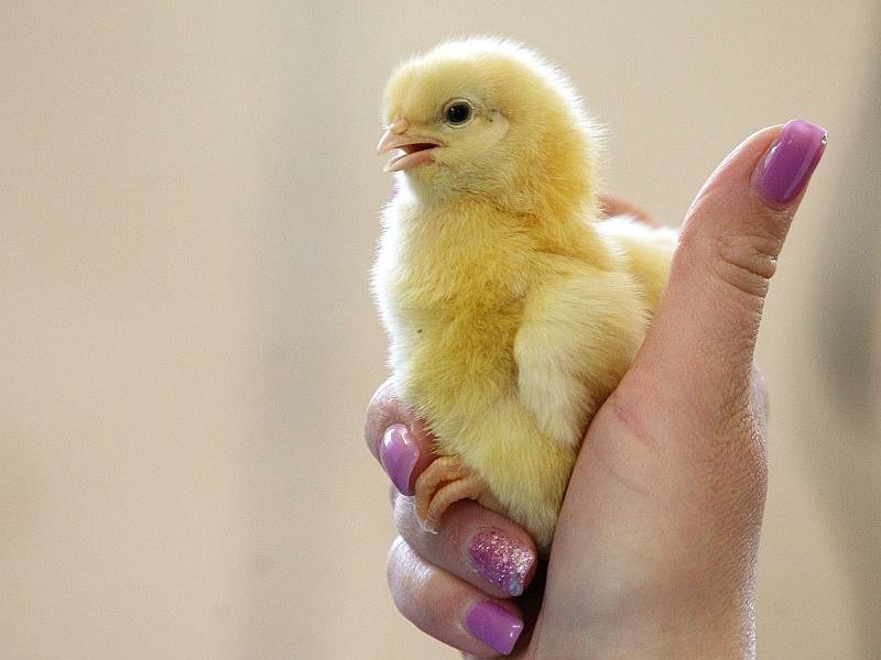 S rozkvetlou jarní přírodou je v rozpuku i brněnská zoologická zahrada se svými mláďaty.