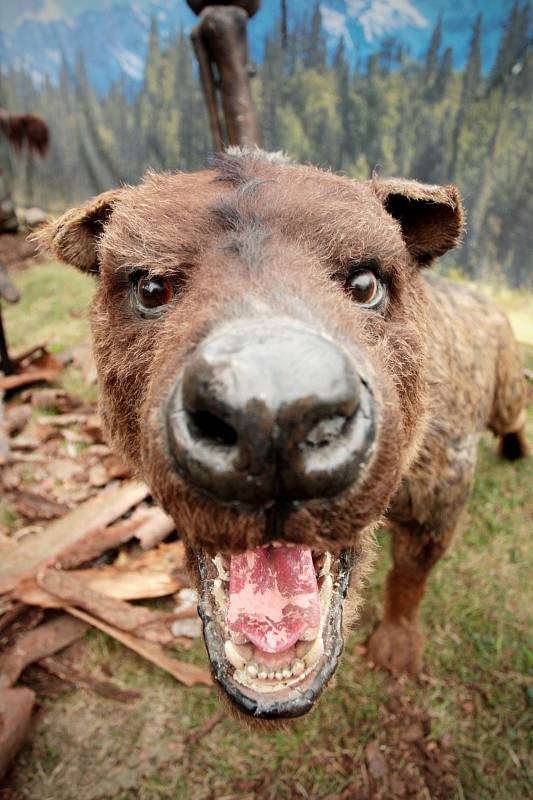 Realistické modely vyhynulých zvířat z doby ledové si lze od pátku prohlédnout na nové výstavě v brněnské městské části Královo Pole.