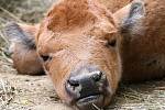 Je stará několik dní a už váží čtyřicet kilogramů. Jde o samici bizona amerického, která se narodila tento týden v pondělí v brněnské zoologické zahradě. 