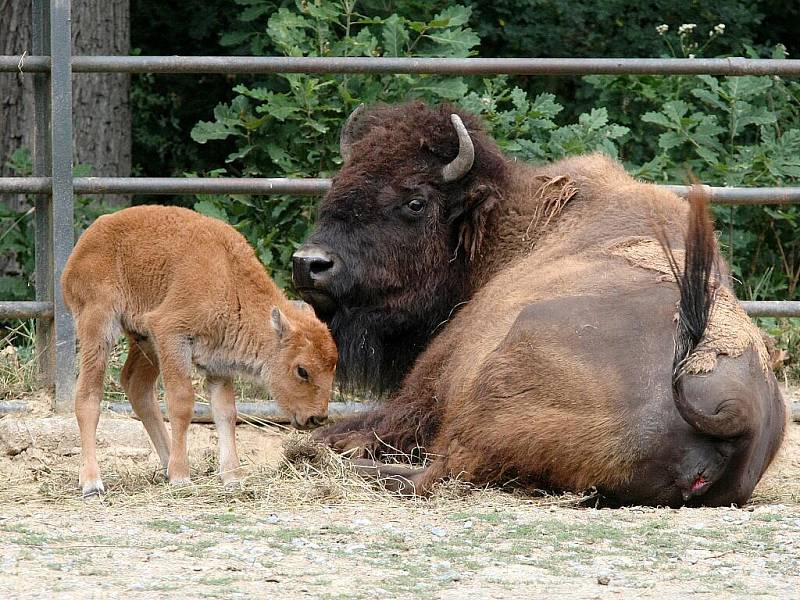 Je stará několik dní a už váží čtyřicet kilogramů. Jde o samici bizona amerického, která se narodila tento týden v pondělí v brněnské zoologické zahradě. 