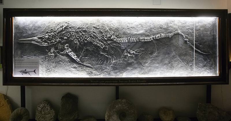 Restaurované fosílie paleontologické sbírky brněnské Masarykovy univerzity.