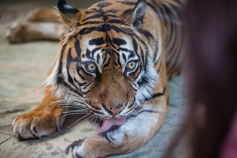 Víkendové slunečné počasí využily tisíce návštěvníků k prohlídce Zoologické zahrady v Brně.