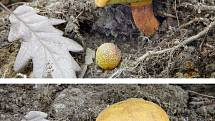 Na podzim lze najít v lesích v Mikroregionu Kahan na Brněnsku spoustu zajímavých hub. Na snímku je hřib dřevožijný.