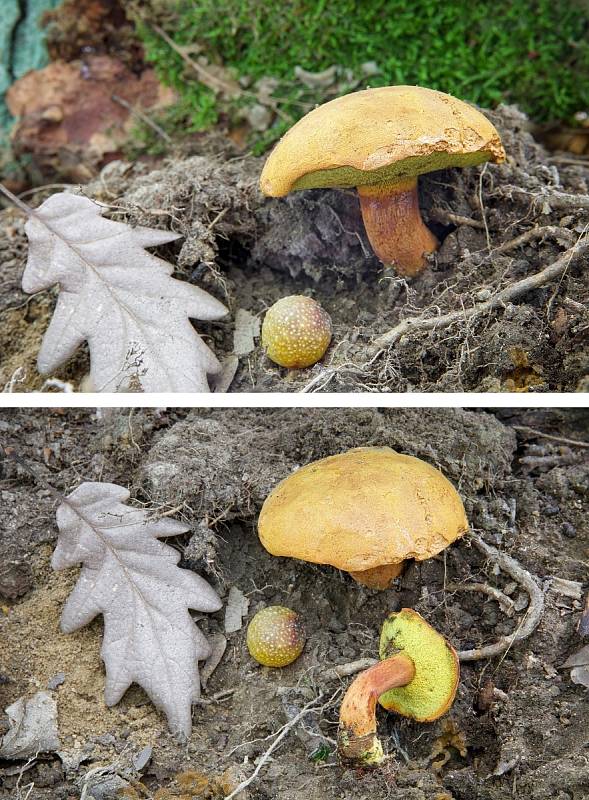 Na podzim lze najít v lesích v Mikroregionu Kahan na Brněnsku spoustu zajímavých hub. Na snímku je hřib dřevožijný.