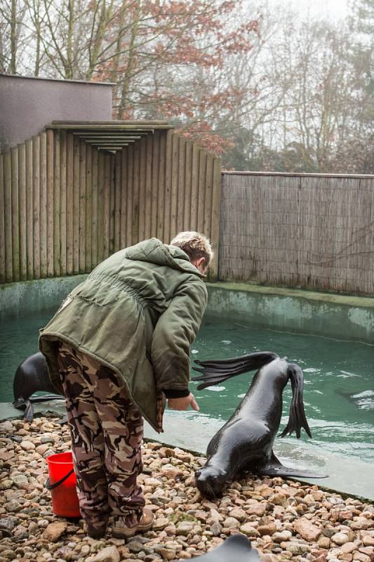 Někdo si čtyřiadvacátého prosince užívá vánoční pohody doma a v teple, stovky Brňanů už tradičně zamířily do brněnské zoologické zahrady přihlížet komentovanému krmení zvířat.