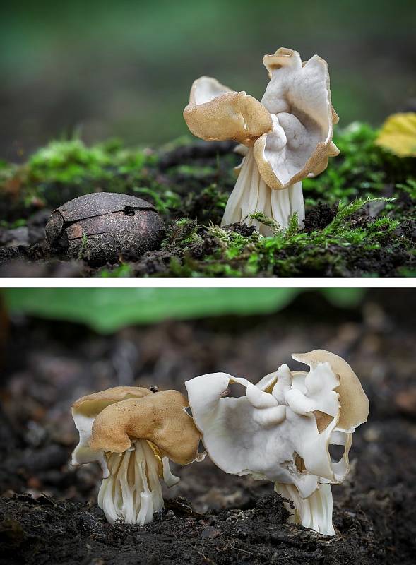 Na podzim lze najít v lesích v Mikroregionu Kahan na Brněnsku spoustu zajímavých hub. Na snímku je chřapáč kadeřavý.